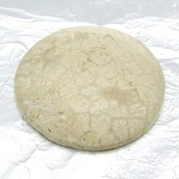 Cabochon, fossilized coral, 41x9mm domed round, 104.35ct