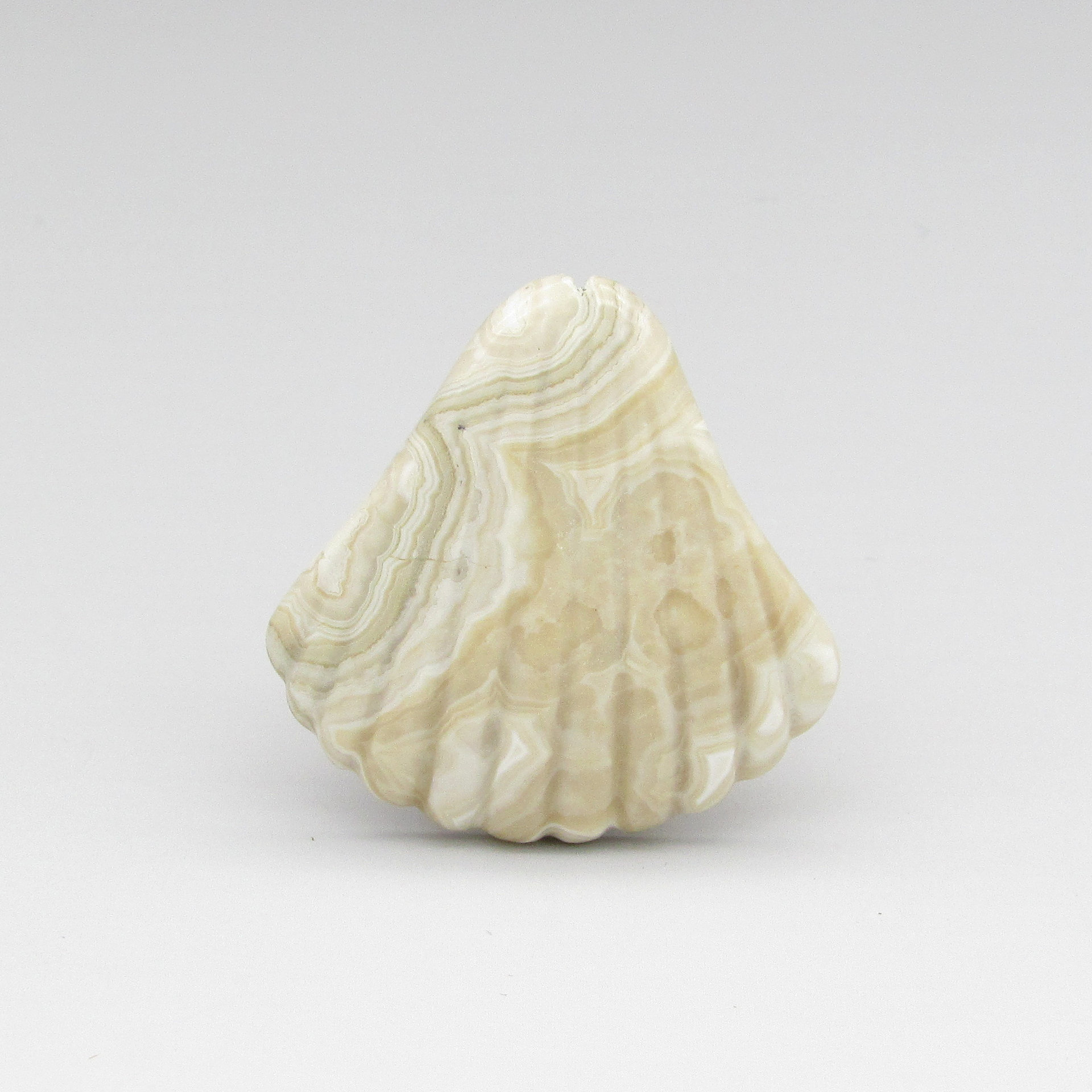 Crazy Lace Agate Seashell Cabochon, 34x34.5mm 46.65ct