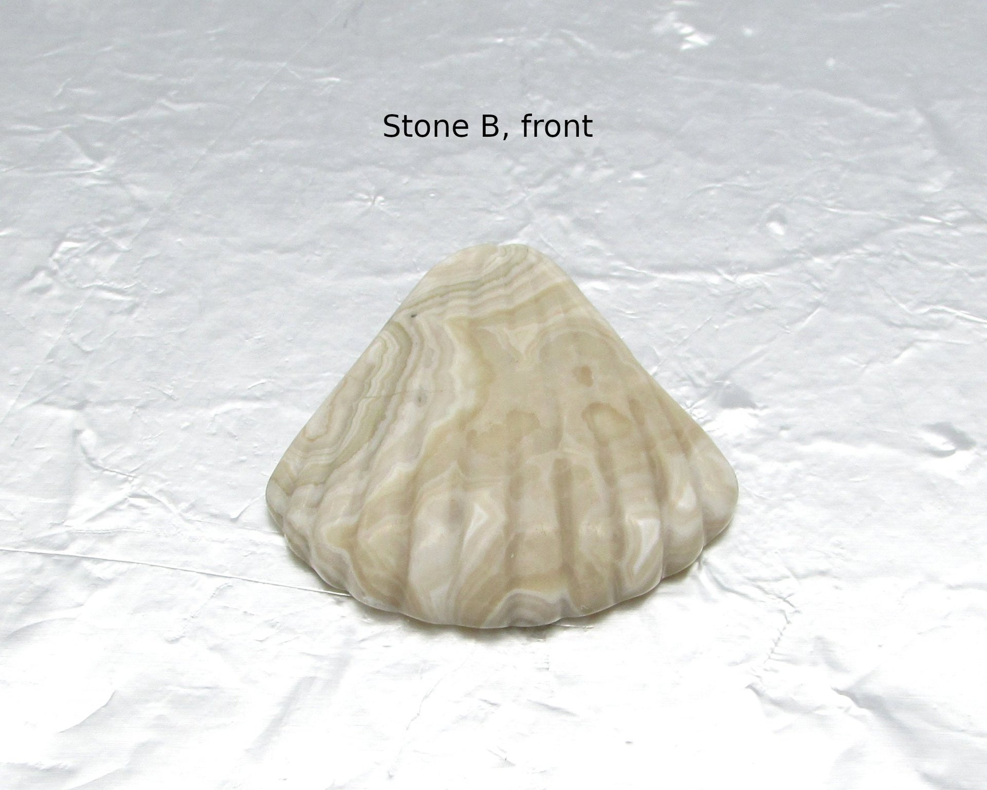 Crazy Lace Agate Seashell Cabochon, 34x34.5mm 46.65ct