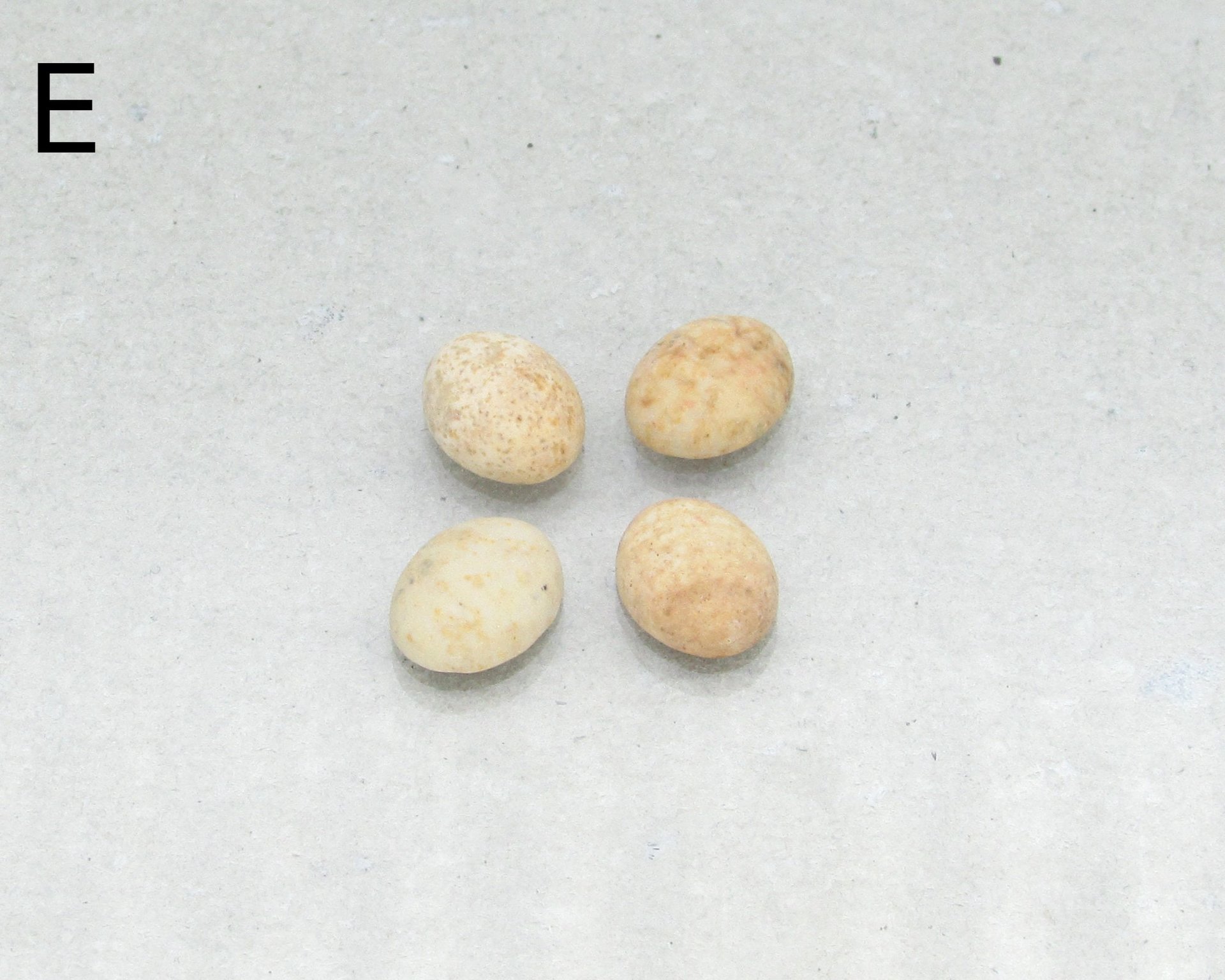 Matte Picture Jasper Ovals, 10x8mm Cabochons (4)