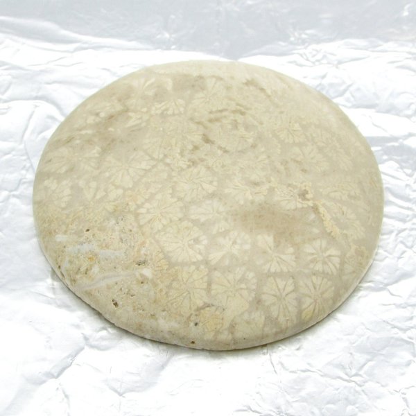 Cabochon, fossilized coral, 41x9mm domed round, 104.35ct